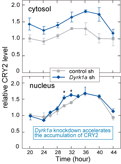 Fig. 1  DYRK1A regulates circadian accumulation of CRY2.