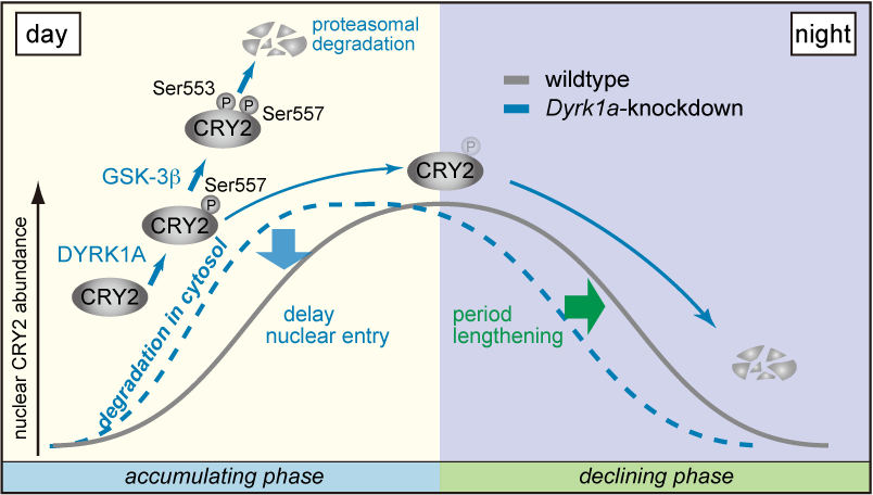 Fig. 2　A model for DYRK1A-dependent degradation mechanism of CRY2.
