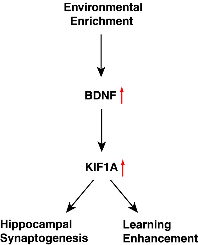 Figure 2 BDNF-dependent KIF1A upregulation is required for enrichment-induced hippocampal synaptogenesis and learning enhancement.
