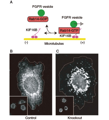 Fig.1 Transport of FGF receptor by the KIF16B molecular motor.