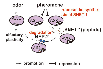 Fig.2 Possible roles for NEP-2 and SNET-1 in the regulation of olfactory plasticity.