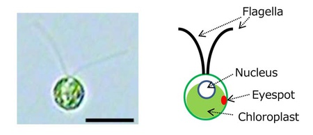 Fig. 1. <i>Chlamydomonas</i>, a unicellular green alga, which swims with its two flagella. It receives light signals by the eyespot.