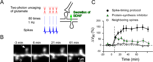 Spike-timing stimulation (A) induced spine-head enlargement (B), which was dependent on protein synthesis (C) and selective to stimulated spine.