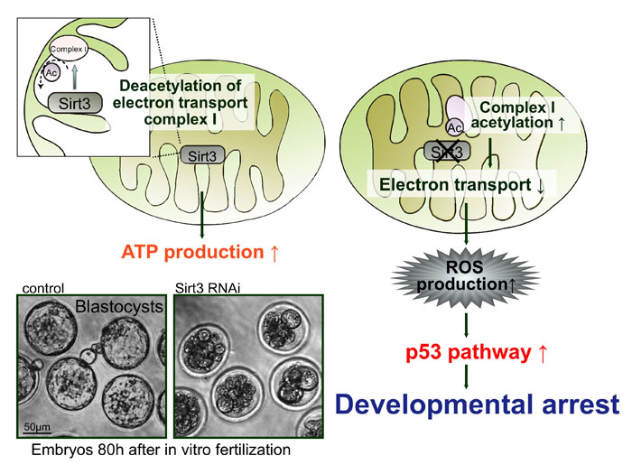 Sirt3 induces developmental arrest in preimplantation embryos through a ROS-p53 pathway. 