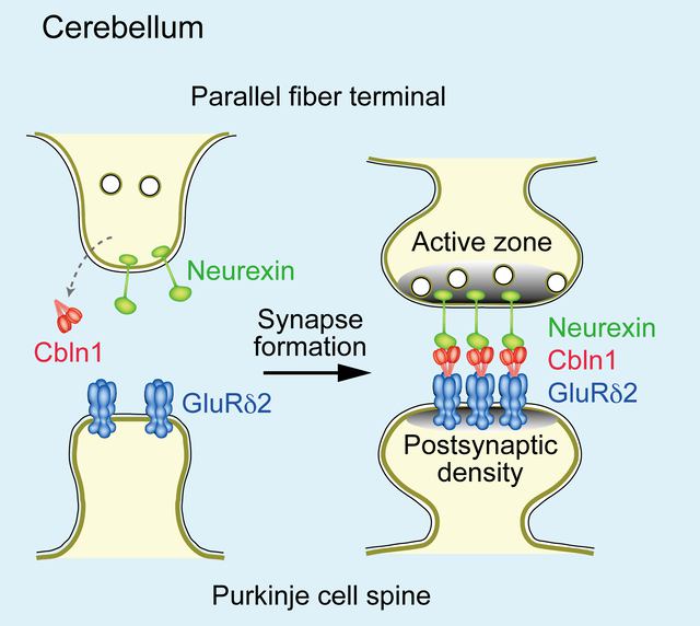 <I>Trans</I>-synaptic interaction between postsynaptic GluRδ2 and presynaptic neurexin through Cbln1 mediates cerebellar synapse formation.