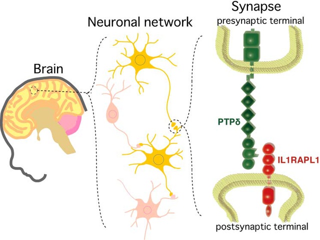 figure: IL1RAPL1 mediates synapse formation by trans-synaptic interaction with PTPδ.