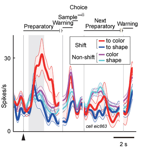 Figure 2. A representative posterior parietal neuron exhibiting shift-related activity.