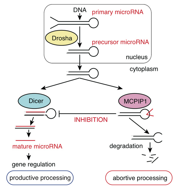 Regulation of microRNA biogenesis by Drosha, Dicer and MCPIP1.