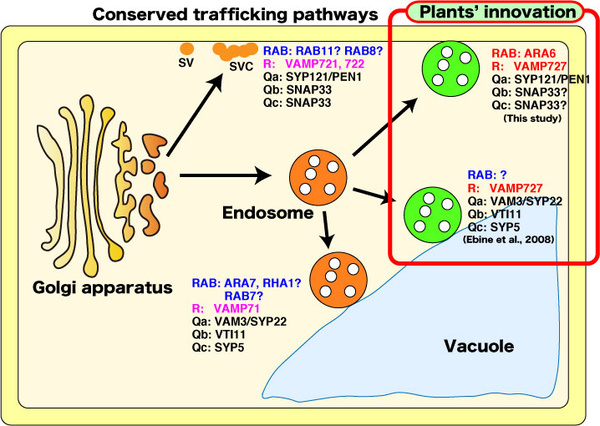 Figure 1. Diversification of membrane trafficking pathways in plant cells, which was achieved by acquisition of new RAB and SNARE molecules.