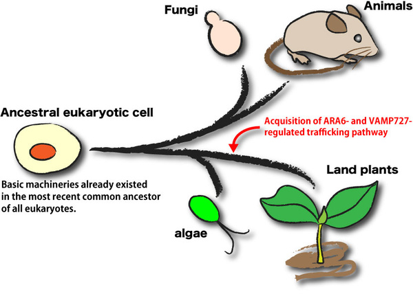 Figure 2. A novel trafficking pathway modulated by ARA6 and VAMP727 was acquired during plant evolution.