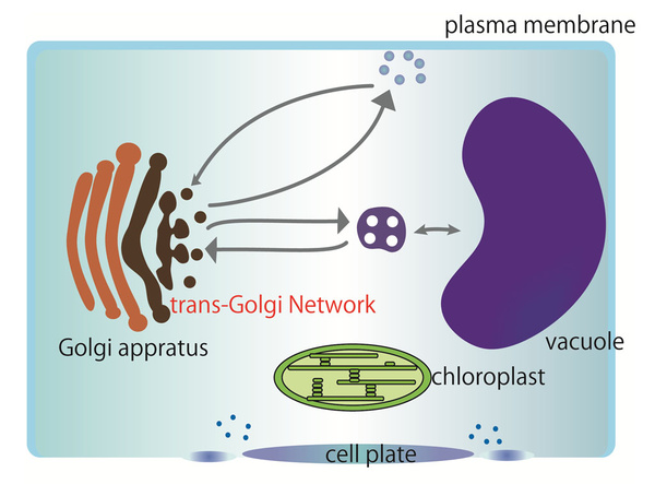 Figure 1. Membrane trafficking pathways in plant cell. The TGN, one of the important organelles for protein transport in the post-Golgi network, functions as a sorting station. 