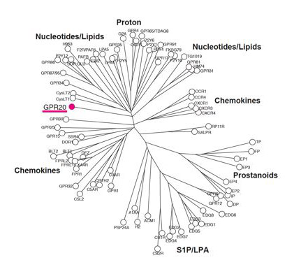 figure1. Phylogenetic tree of various human GPCRs including GPR20.  GPR20 is shown in a black circle.