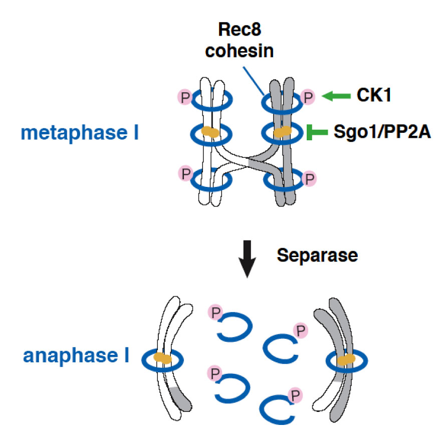 Schematic model for centromeric protection of cohesion at meiosis I. Phosphorylation of Rec8 by CK1 promotes the cleavage by separase, whereas Sgo1-PP2A counteracts this phosphorylation at centromeres, thereby preventing the cleavage of centromeric cohesin.