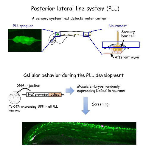 lateral line