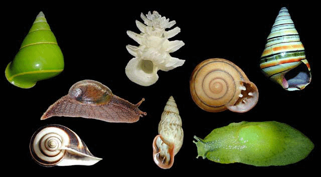 [snails]