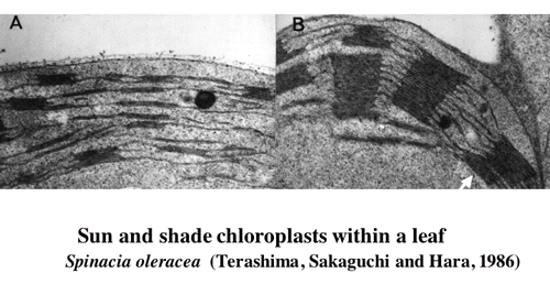 palisada and spongy tissue chloroplasts