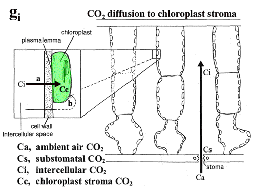  CO2̊gU