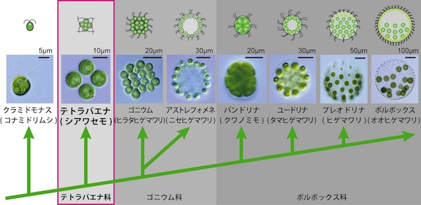 図