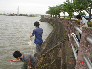 伊佐沼での採集風景 2010年7月