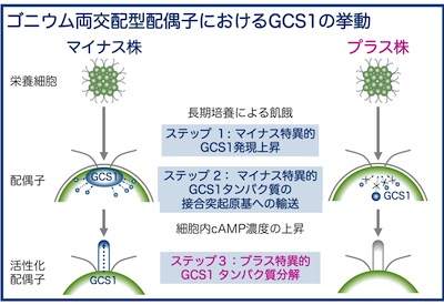 ゴニウム両交配型配偶子におけるGCS1の挙動