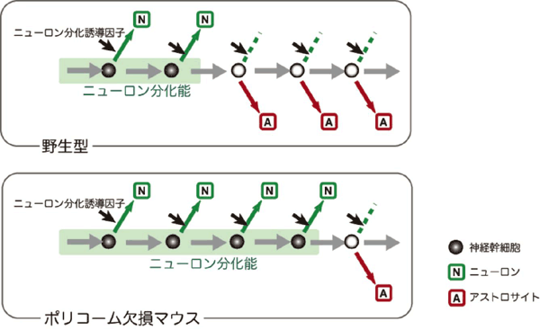 Proposed model of the role of PcG proteins in the temporal fate regulation of NPCs. N, Neuron; A, Astrocyte.