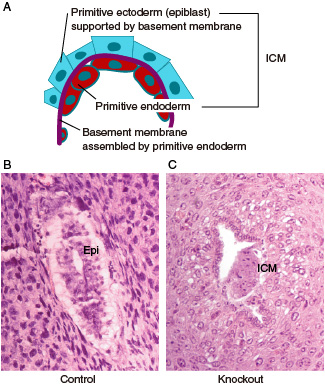 Fig.2 Development and differentiation of inner cell mass (ICM) due to the function of the KIF16B molecular motor.