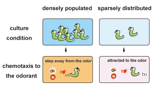 Fig.1 Pheromone-dependent regulation of olfactory plasticity.