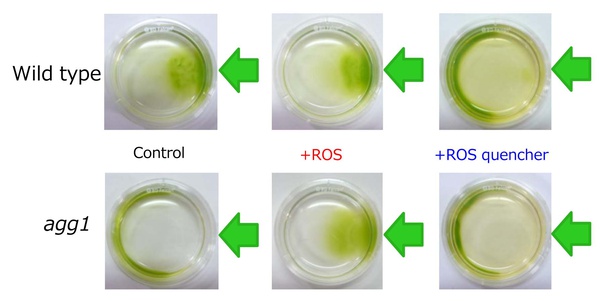 Fig. 1. <i>Chlamydomonas</i>, a unicellular green alga, which swims with its two flagella. It receives light signals by the eyespot.