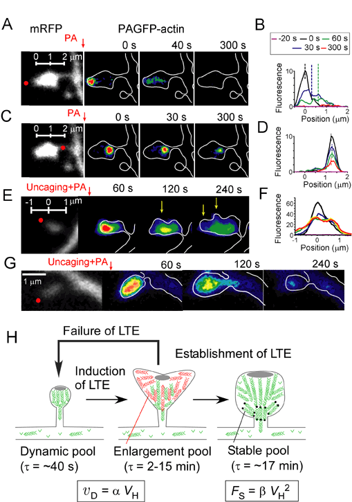 A,C,E,G, The cytosol of spine was stained with mRFP (gray), and actin was labeled with PAGFP (pseudo-color code).B,D,F, Fluorescence profile of PAGFP. H, LTE stands for long-term enlargement of spine-head volume. VH, vD and Fs  represent the spine-head volume, velocity of actin polymerization and size of the stable pool of actin fibers.