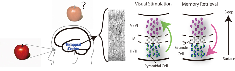 Cerebral cortex can be anatomically divided into six layers (layer I–VI).