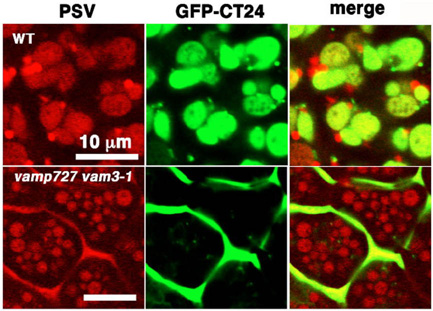 VAMP727 complex is required for vacuolar transport and vacuole morphogenesis.