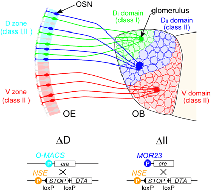 Functional modularization in the odor maps of the olfactory bulb