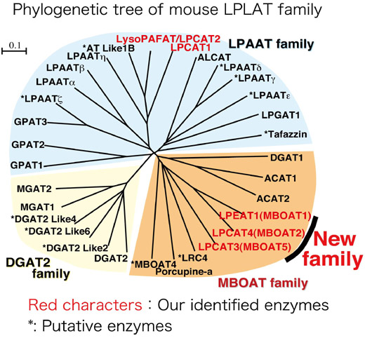 From Proc. Natl. Acad. Sci. USA, 2008