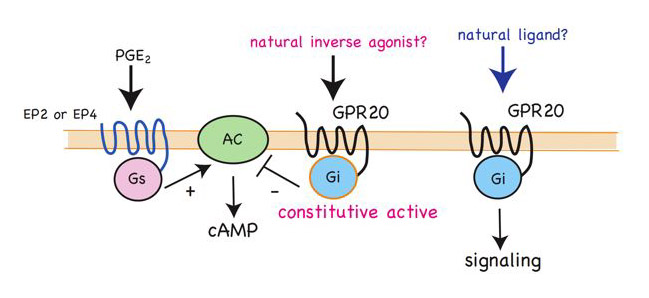 figure2. Schematic model of GPR20 function