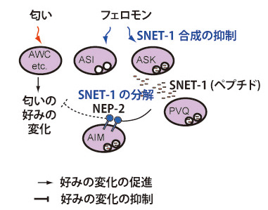 }2 SNET-1NEP-2ɂɑ΂鉞̐̃f