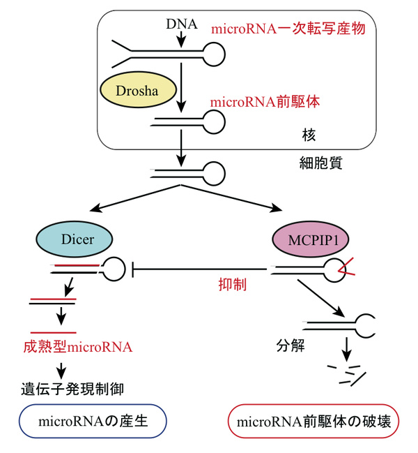 Drosha, DicerɂmicroRNAY@\ƁAMCPIP1ɂ邻̗}