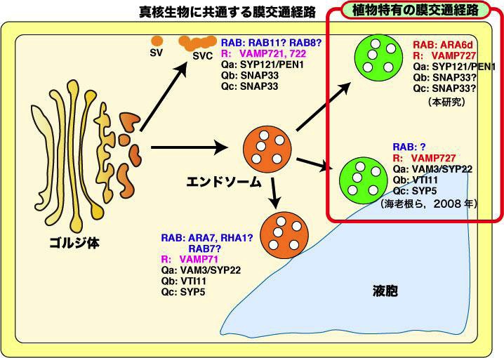 }PFARA6 (RAB GTPasë)VAMP727 (SNARE^pN̈)͂ƂɁCAỉߒœƎɊlʐqłD̕qCGh\[זEւƕAoHł͂炢ł邱Ƃ炩ƂȂD
