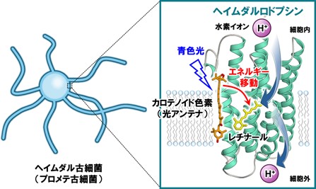 驚きの値段 東京大学大学院理学系研究科 生物科学専攻 語学・辞書・学習参考書