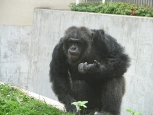 Hominization
