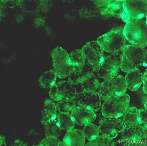 1. Elucidation of the Gene Network Controlling Leaf Shape in a Model Plant