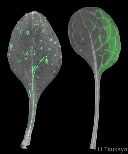 2. モデル植物の葉サイズを決定する機構の解明