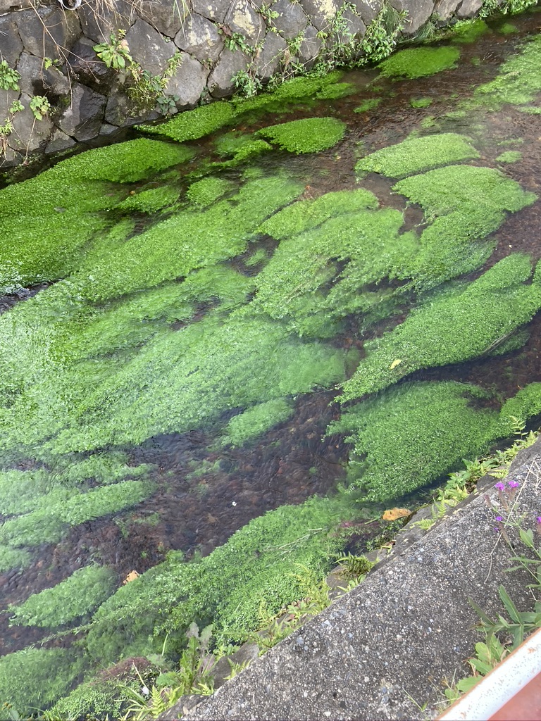 4. 水生植物の葉にみられる適応形質の進化の解明