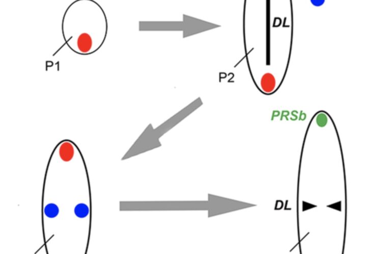 New paper on the genetic controls that create flat leaves without distinct top and bottom face