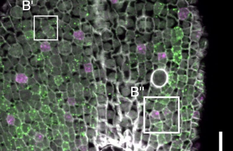 New paper on the diversity of stomatal development