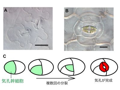 大学院生の研究が日本科学協会のブログで紹介されました。