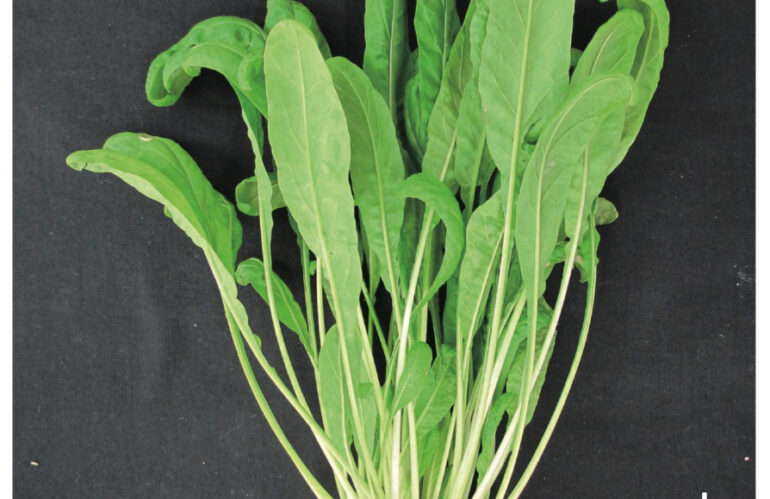 New paper on the breeding history of Japanese leafy vegetables, Mizuna and Mibuna