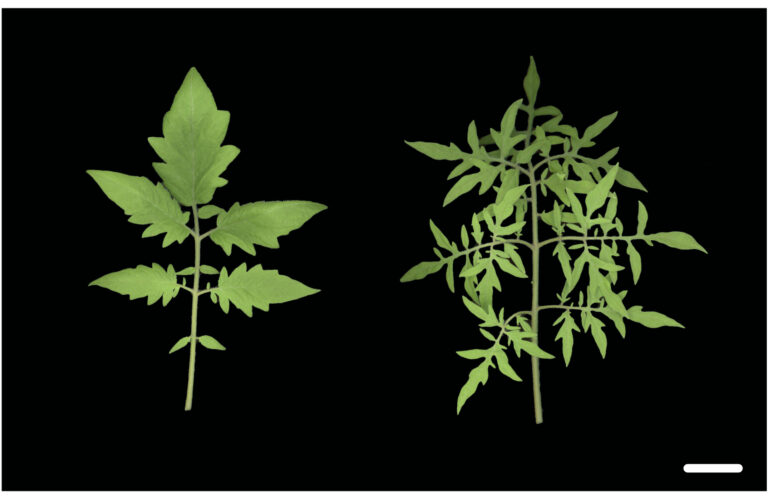 Revealing the process of diversification of tomato leaf morphology