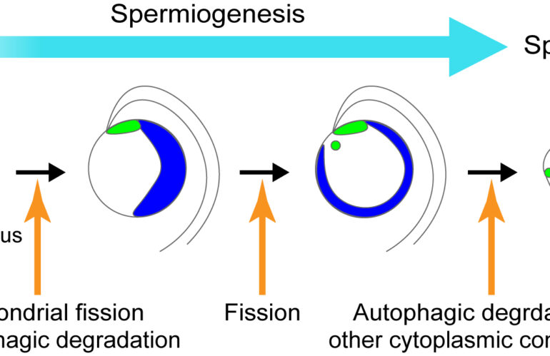 New paper on autophagic degradation of mitochondria during spermiogenesis in Marchantia polymorpha