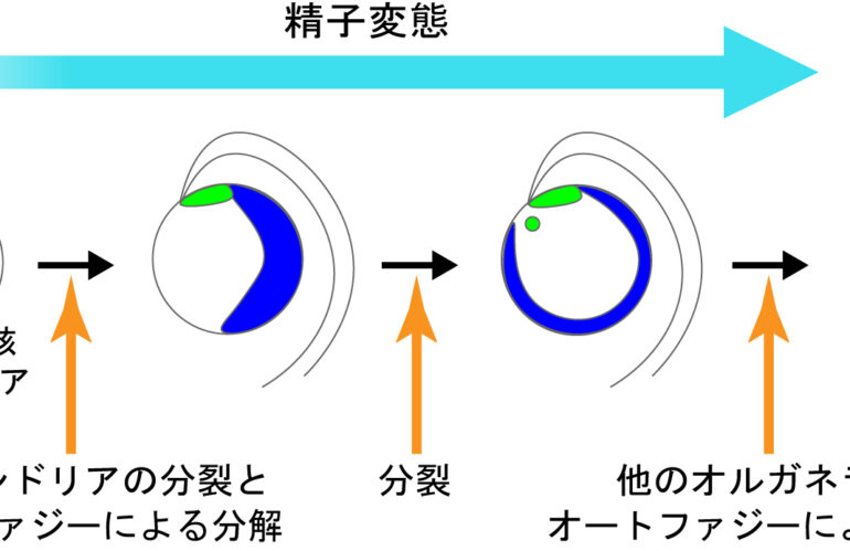 ゼニゴケ精子内のオルガネラ制御に関するプレスリリースを出しました