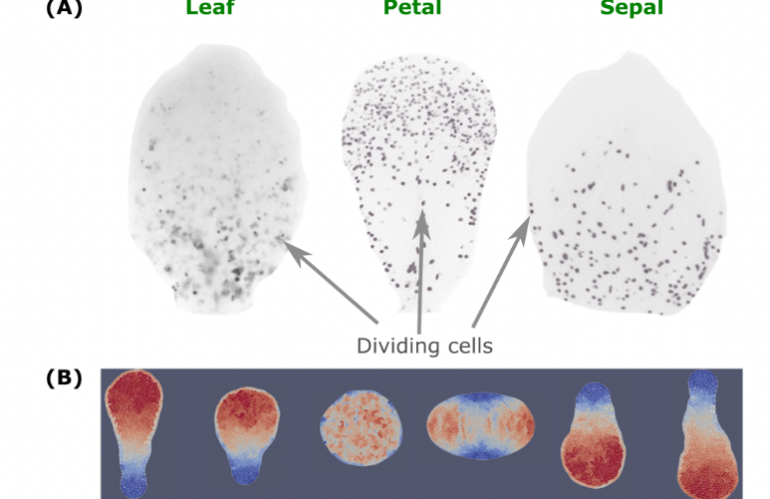 Press release: Uncover the Mystery of Petal Shape